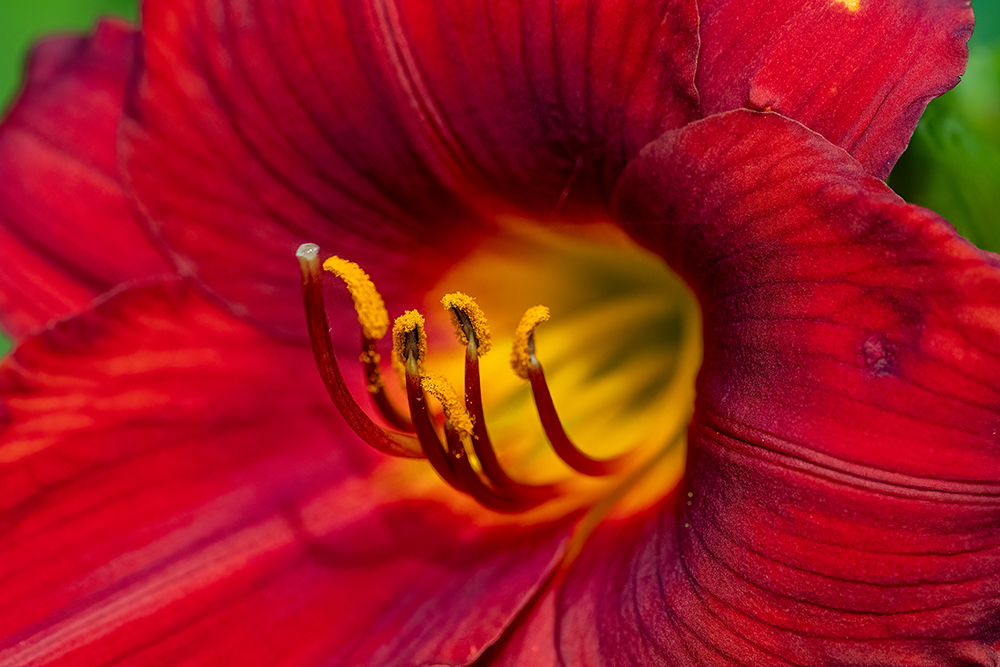 Lily Macro